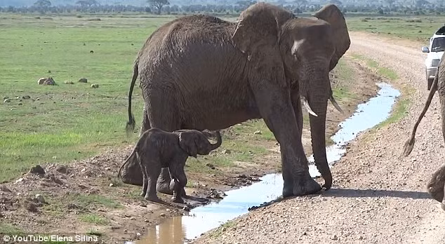 Cảnh tượng hài hước và bế tắc này khiến những du khách thích thú, ngóng chờ cách xử lý của mẹ con nhà voi. (Theo Dailymail)