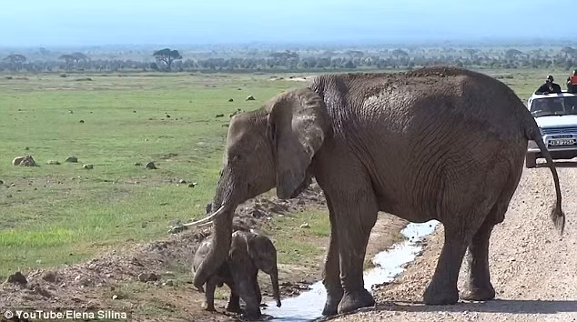Tuy nhận được sự trợ giúp của nhiều thành viên trong đàn, đặc biệt là mẹ của mình nhưng chú voi con mắc chứng sợ nước vẫn không đủ can đảm để bước chân xuống rãnh nước nông, đi tiếp qua đường. (Theo Dailymail)