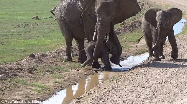 Mặc cho mẹ mình dùng vòi quấn quanh bụng, ủn mông, chú voi con vẫn nhất quyết không chịu bước xuống rãnh nước nhỏ. (Theo Dailymail)