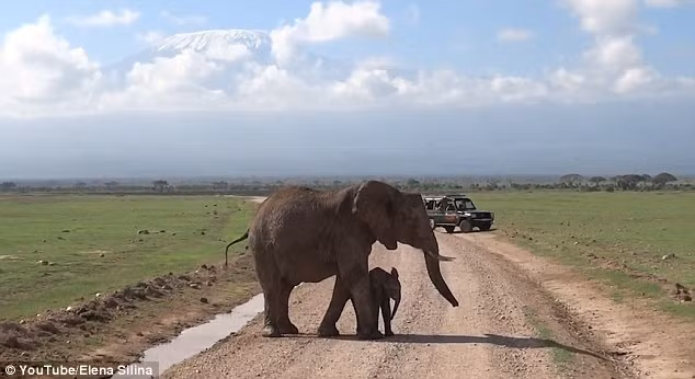 Cuối cùng, khi đã hết kiên nhẫn và cả đàn cũng đã bỏ đi, voi mẹ đành dắt voi con đi ngược lại một đoạn, tránh rãnh nước, voi con mới có thể theo kịp đàn của mình. (Theo Dailymail)