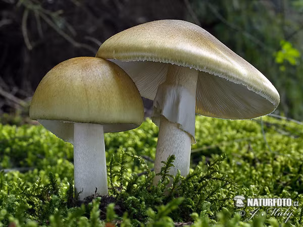 10. Nấm mũ chết chóc, tên khoa học là Amanita phalloides, còn được gọi là nấm tử thần. Loài nấm này được sử dụng nhiều trong những vụ đầu độc liên quan đến nấm. Nó được cho là nguyên nhân gây ra cái chết của hoàng đế La Mã Claudius, một giáo hoàng và một sa hoàng Nga. Độc tố có trong loại nấm tử thần này là α-amanitin (amatoxin), gây tổn thương không thể phục hồi với gan và thận. Người ta ước tính rằng 30 gram chất độc này tức là một nửa cây nấm tử thần là đủ để giết chết một người trưởng thành. Đặc biệt, độc tính của nấm tử thần không thay đổi khi chúng được nấu chín, sấy khô hoặc đông lạnh. (Nguồn Naturfoto)