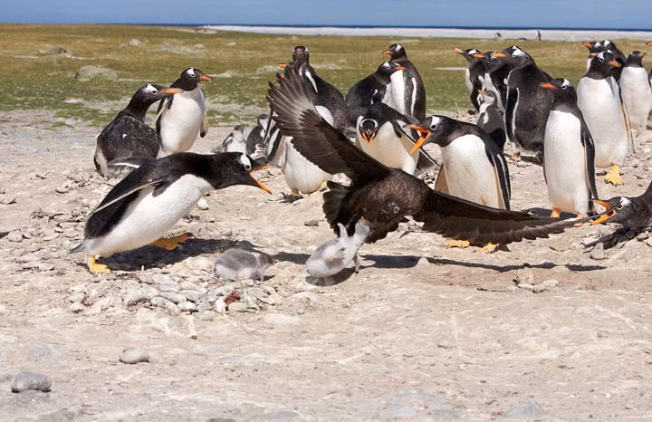 Bầy cánh cụt đang rất vui vẻ đưa những con chim cánh cụt con đi tắm nắng mà không hề biết nguy hiểm rình rập trên bầu trời. Bỗng nhiên tai họa ập xuống khi con chim cướp biển hung ác giang rộng cánh, lao xuống tấn công với tốc độ chính xác chết người.