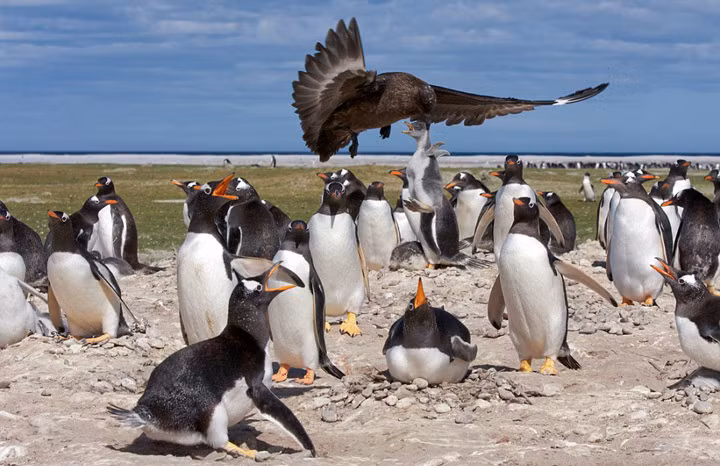 Sau khi săn được con mồi, chim cướp biển lạnh lùng, tàn nhẫn tha lôi chim cánh cụt con bay đi, để lại chim cánh cụt bố mẹ đau đớn kêu khóc trong tuyệt vọng.