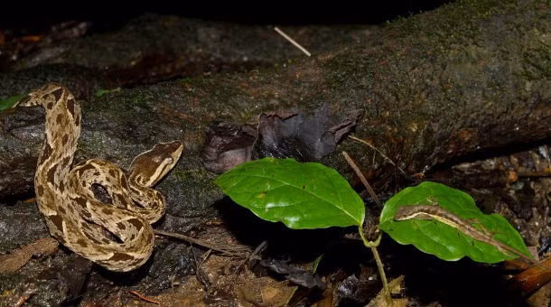 6. Rắn Bothrops Asper. Đây là loài rắn được tìm thấy nhiều ở các môi trường gần nơi ở của con người. Có lẽ đây là lý do chính khiến nó được coi là một trong những loài rắn nguy hiểm với con người mặc dù nọc độc của nó không mạnh bằng các loài rắn độc khác. (Theo L25)