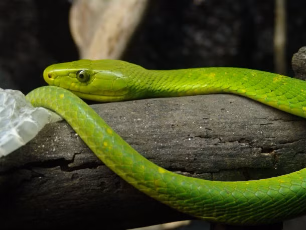 4. Rắn Mamba lục miền đông. Đây là một loài rắn rất độc sống trên cây ở châu Phi, có kích cỡ từ vừa đến lớn trong họ Elapidae. Đặc điểm nhận dạng là màu xanh lá cây với bụng màu vàng chanh. Vết cắn của nó có thể chứa đủ nọc độc để giết nhiều người cùng lúc. Nọc độc này tác động lên các dây thần kinh, tim và cơ bắp, và lây lan nhanh chóng thông qua các mô. Nạn nhân bị cắn sẽ bị sưng tấy, chóng mặt, buồn nôn, khó thở, khó nuốt, nhịp tim không đều, co giật, liệt hô hấp và cuối cùng chết. (Theo L25)