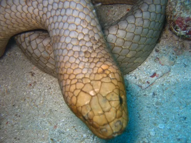 9. Rắn Dubois’s Sea Snake. Loài rắn biển này được tìm thấy ở bờ biển phía Tây và phía Bắc Australia, đảo New Guinea và New Caledonia. Nọc độc của chúng có thể giết chết một người trưởng thành, nó cũng là một trong những nỗi ám ảnh đại dương gây khiếp hãi nhất. (Theo L25)