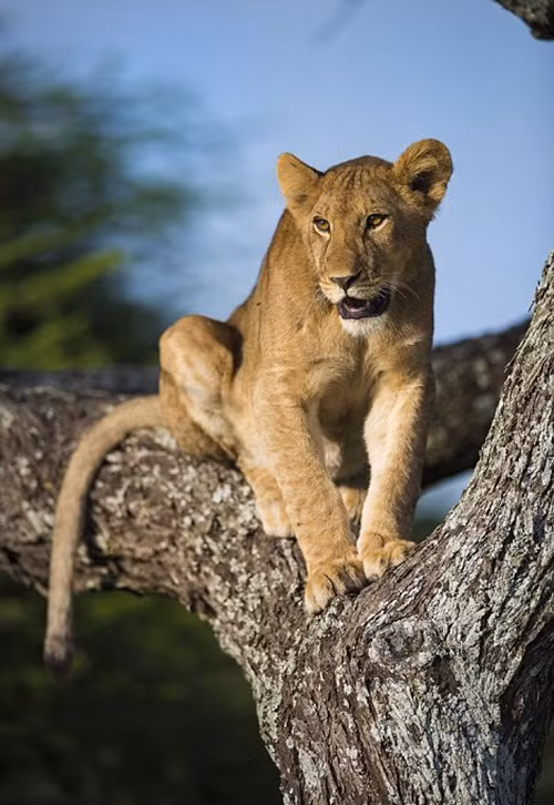 Không thấy mẹ đáp lại, sư tử con bối rối, nó kích động đi đi lại lại giữa các nhánh cây.