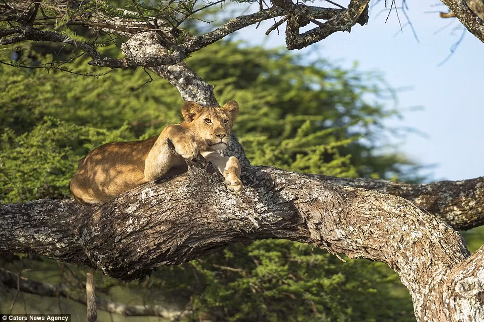 Vào một buổi chiều cực nóng ở Tanzania, sư tử con ngủ say sưa trên một cành cây râm mát mà không hề biết rằng đàn của mình đã thức dậy và rời đi.