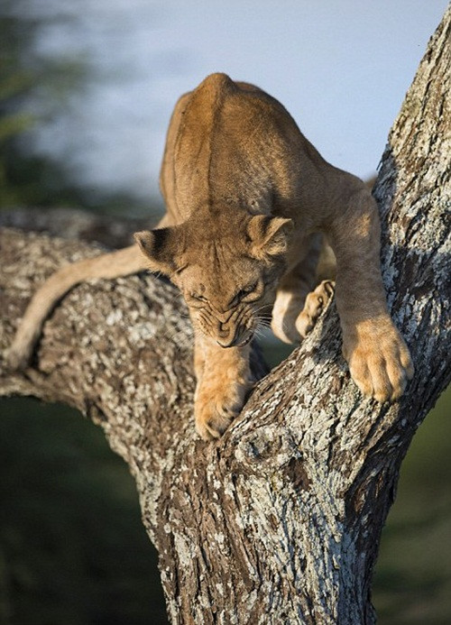 Mở mắt ra không thấy ai, sư tử con hốt hoảng tìm cách để xuống đất.