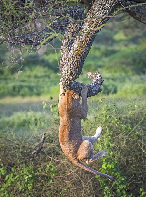 Nó cố gắng sức đu bám, nhào lộn trên không trung vì sợ ngã.