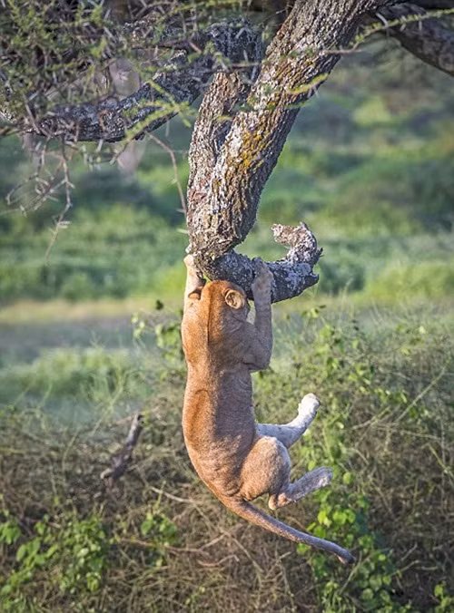 Nó cố gắng sức đu bám, nhào lộn trên không trung vì sợ ngã.
