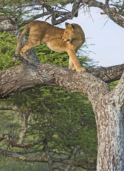 Đi tới đi lui để xem xét tình hình, cuối cùng sư tử con quyết định đu người xuống một cành cây gần mặt đất nhất nó có thể với tới.