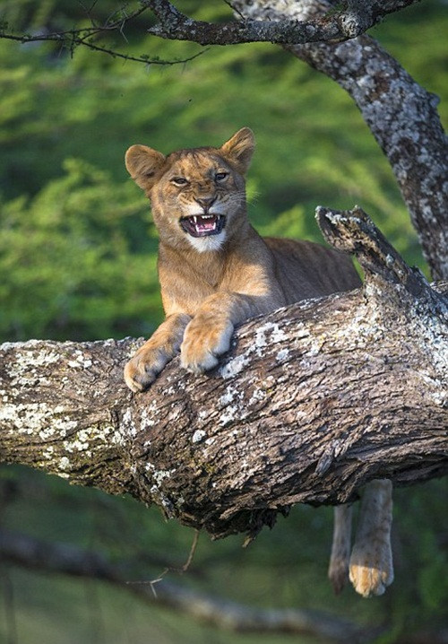 Lo lắng, sư tử con kêu gào ầm ĩ cầu cứu mẹ của mình.