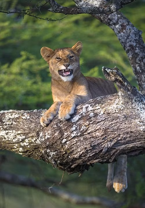 Lo lắng, sư tử con kêu gào ầm ĩ cầu cứu mẹ của mình.