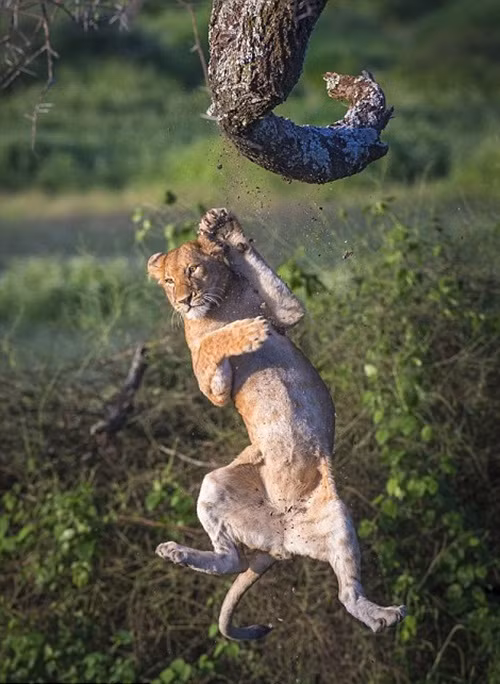 Tuy vậy, cuối cùng sức nặng của cơ thể cũng khiến sư tử con tuột tay, nó rơi ra khỏi cành cây và rơi xuống dưới đau điếng.