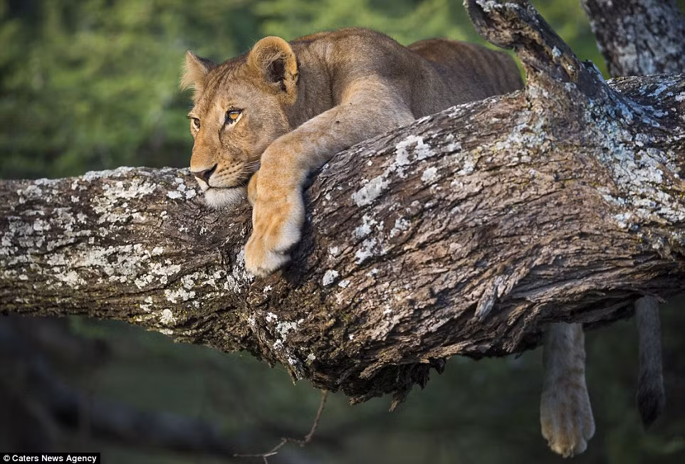 Nhiếp ảnh gia Wim Van Den Heever đi du lịch ở Ndutu, Tanzania và may mắn ghi được những hình ảnh cực thú vị về con sư tử con vụng về tìm cách trèo xuống khỏi một thân cây cao.