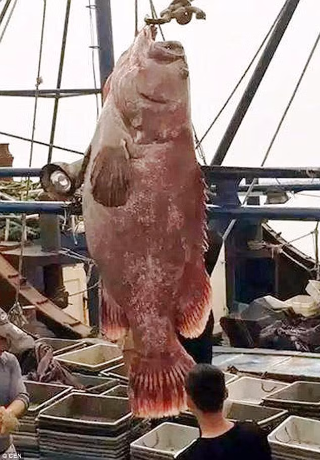 Bat duoc ca mu khong lo nang 175kg-Hinh-2