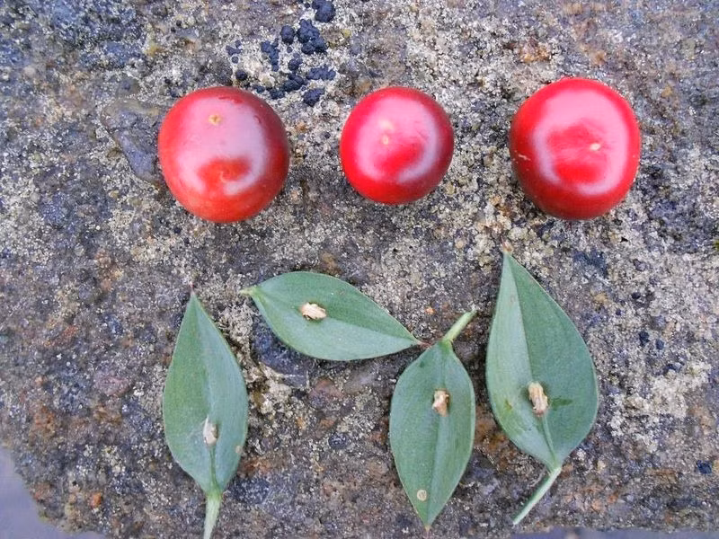 Cận cảnh những quả Butcher’s Broom được hái ra từ những chiếc lá. (Theo Amusing Planet)