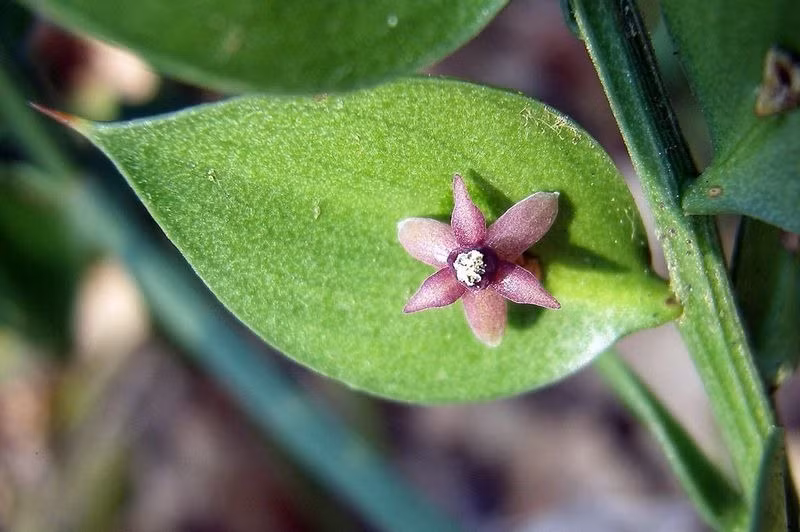 Tuy có cách thức ra hoa kết quả rất kỳ quặc nhưng Butcher’s Broom không hề vi phạm bất kỳ quy tắc nào trong thế giới thực vật. Dường như đã có sự chuyển đổi giữa cành và những chiếc lá có quả mọc gọi là cladodes, một dạng chuyển đổi của tổ chức cơ thể thực vật bậc cao. (Theo Amusing Planet)