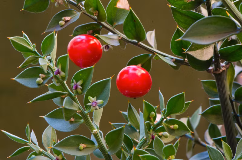 Những chồi non của Butcher’s Broom cũng có thể ăn được như măng tây. (Theo Asturnatura)