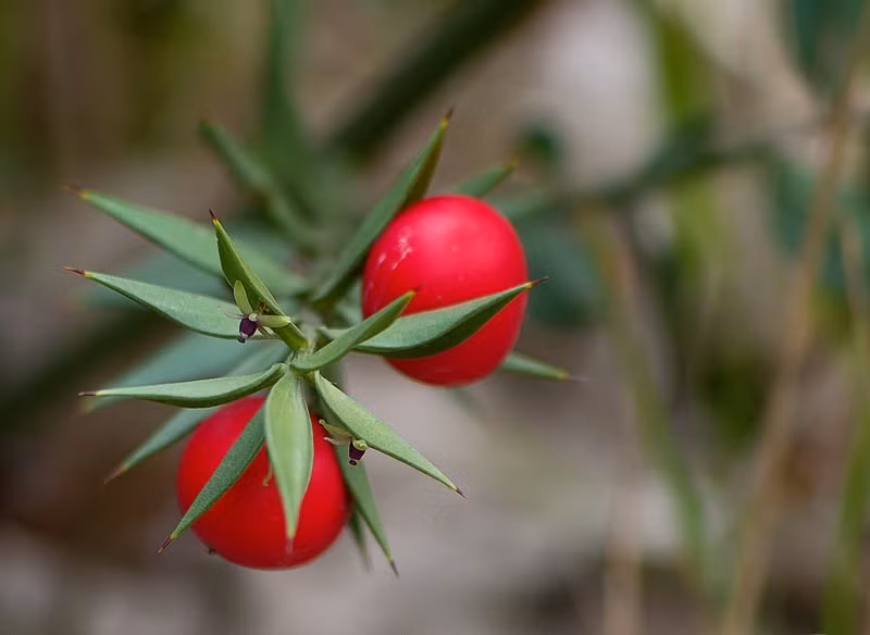 Loài cây ra quả trên lá này cũng chứa một alcaloid có tác dụng ức chế sự thất thoát các ion natri qua màng tế bào và do đó, nó còn được sử dụng như một loại thuốc chống loạn nhịp tim có hiệu quả. (Theo Amusing Planet)