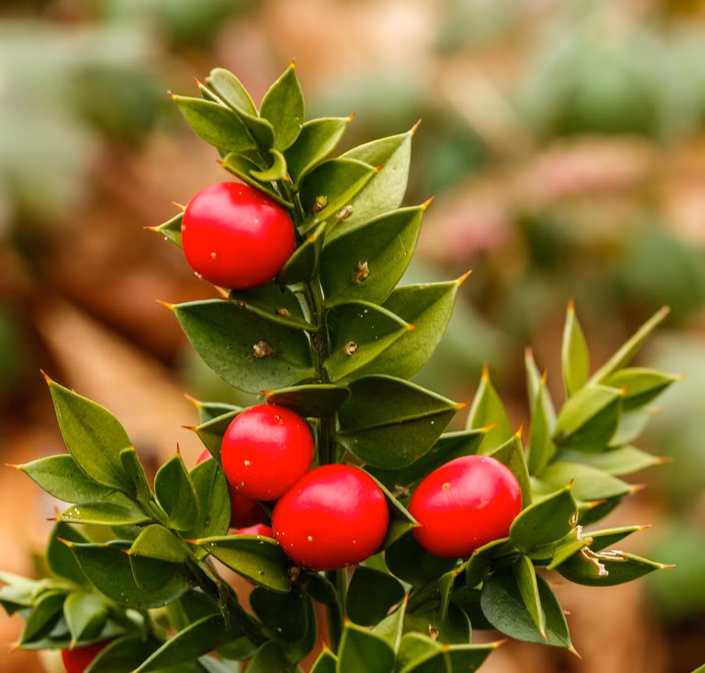 Butcher’s Broom cũng được nhiều người dân trồng trong khu vườn của họ và dùng để trang trí khi chúng ra những quả nhỏ màu đỏ tươi nổi bật. (Theo Commons)