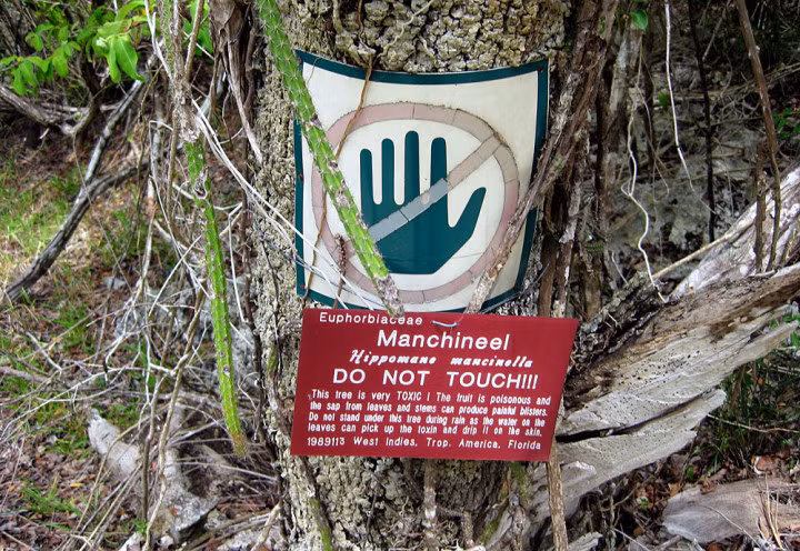 3. Cây Manchineel, tên khoa học là Hippomane mancinella. Đây là một loài rất độc, đứng đầu danh sách những loài cây độc chết người. Toàn thân cây Manchineel đều chứa độc và những độc tố này mạnh đến nỗi chỉ cần đứng cạnh thôi, bạn cũng có thể bị trúng độc. Quả của loài cây này được gọi là "Trái táo của thần Chết", tên gọi của nó đủ để khiến người ta sợ phát khiếp khi nghe tới. Được tìm thấy tại các khu vực ven biển của Florida, Nam và Trung Mỹ, cây Manchineel có thể là cây độc nhất trên thế giới.