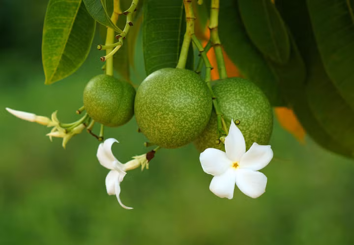 4. Cây tự tử, tên khoa học là Cerbera odollam, đây là loài cây bị quy kết phải chịu trách nhiệm cho số người bị giết chết bởi độc tố thực vật nhiều nhất thế giới. Theo ước tính, mỗi năm có khoảng 50 người Ấn Độ chết do ăn phải quả của cây tự tử. Trước đây người ta sử dụng quả cây tự tử trong "thử thách độc dược", nếu ăn quả cây tự tử mà còn sống thì là người tốt, nếu không qua khỏi thì là người xấu, phải xuống địa ngục. Độc dược chứa trong hạt của quả cây tự tử là cerberin, khiến tim đập bất thường dẫn tới suy hô hấp và tử vong.