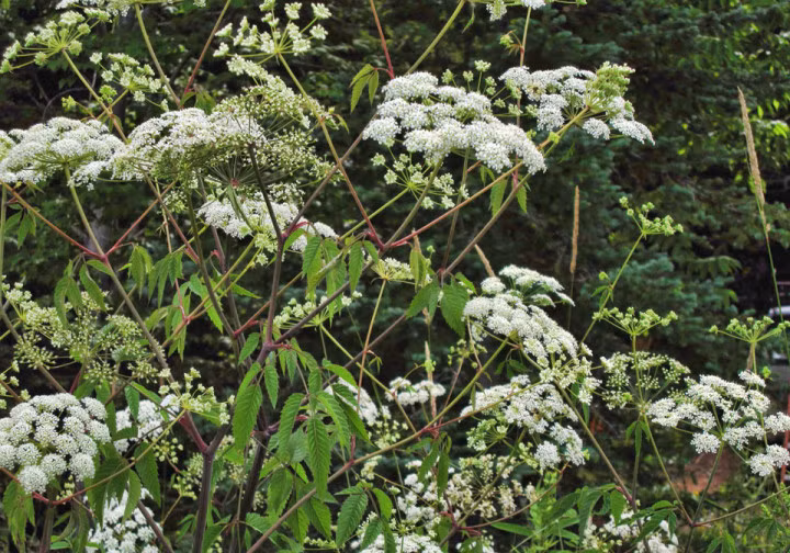 7. Cây cần nước độc, tên khoa học là Cicuta maculata, có nguồn gốc từ Bắc Mỹ, được coi là một trong những loài cây độc nhất trên thế giới. Toàn thây cây cần nước độc có chứa độc tố cực mạnh toxin coniine, tập trung nhiều ở rễ. Người ta ước tính chỉ cần khoảng 0,15gram toxin coniine là đủ để giết chết một người lớn. Độc tố của cần nước độc sẽ khiến nạn nhân chết dần từ ngoài vào trong, lúc đầu họ sẽ bị buồn nôn, tê cứng tứ chi sau đó nôn mửa, co thắt dạ dày, cuối cùng khi độc thấm sâu hơn, nạn nhân sẽ bị tê liệt phổi và chết.