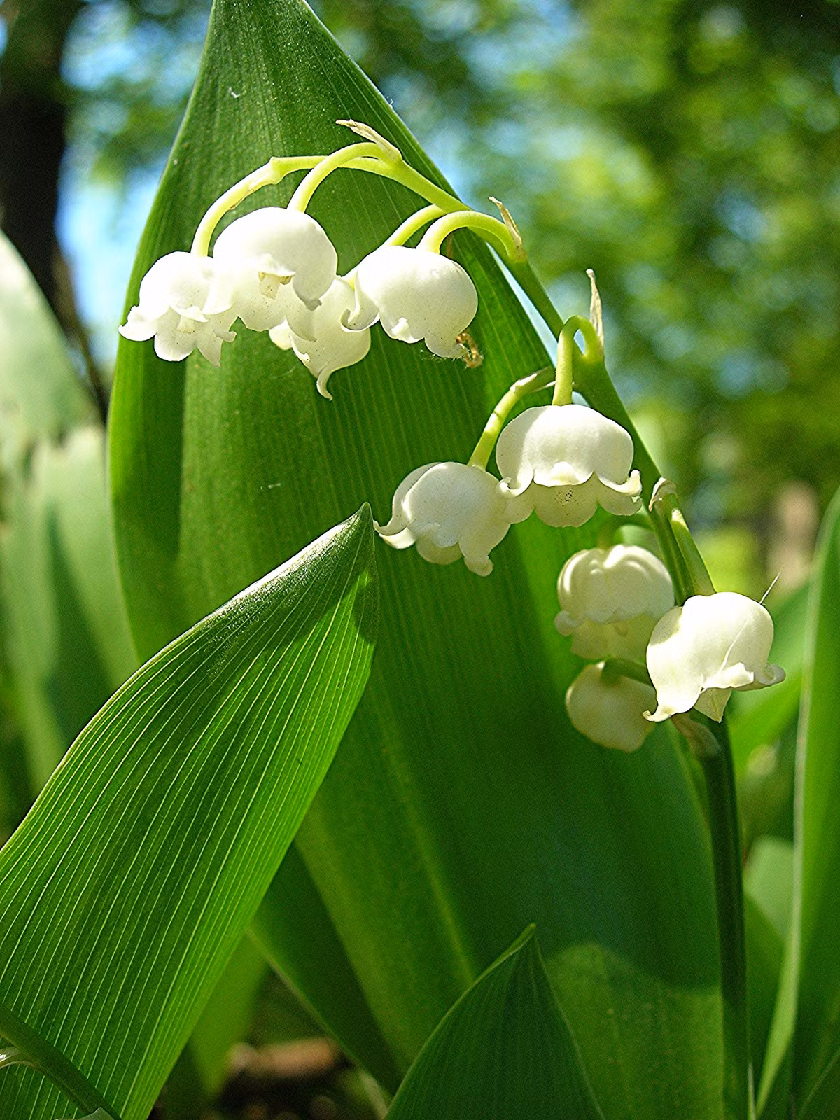6. Cây linh lan, tên khoa học là Convallaria majalis, được tìm thấy ở khắp các cánh rừng ở khắp Bắc Âu và Mỹ, nhiều người bị vẻ đẹp lung linh của loài cây thần chết này đánh lừa. Tất cả các bộ phận của cây linh lan đều chứa chất độc, trong đó mạnh nhất là chất độc convallatoxin. Khi trúng độc, nạn nhân sẽ có triệu chứng nhức đầu dữ dội, buồn nôn, nôn mửa, nhịp tim chậm đáng kể và đi tiểu quá rất nhiều. Nếu không được phát hiện và cấp cứu kịp thời, nạn nhân sẽ tử vong nhanh chóng.