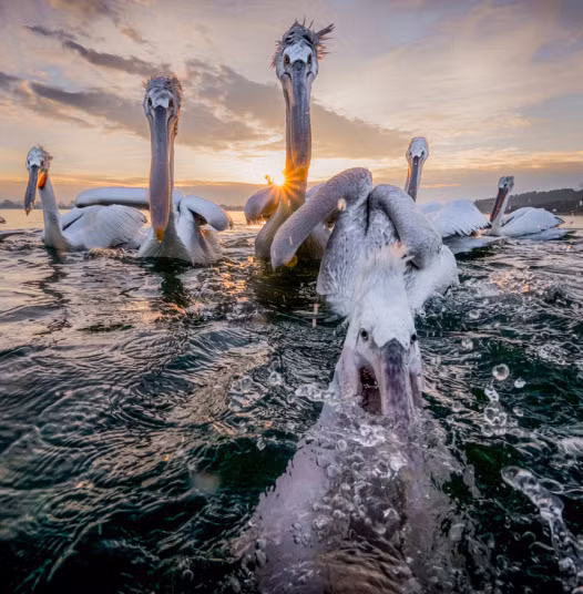 Vào mùa đông, những con chim bồ nông to lớn không còn phải di cư về phía Nam để kiếm ăn bởi ngư dân quanh vùng sẽ cung cấp những con cá cho chúng. (Theo Sina)