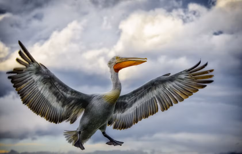 Theo ngư dân nơi đây, chim bồ nông tuy khá đáng sợ nhưng lại giúp duy trì hệ sinh thái lành mạnh, vì vậy họ sẽ chủ động để cung cấp thức ăn cho loài chim này. Nếu những con bồ nông bỏ đi, số lượng chim cốc sẽ tăng đột biến, các nguồn tài nguyên lòng hồ theo đó bị cạn kiệt, hệ sinh thái bị đe dọa. (Theo Sina)