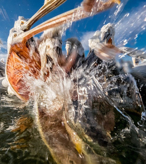 Hãy tưởng tượng tình trạng của bạn khi bị những chiếc mỏ cứng, dài như dùi sắt của con bồ nông đâm vào tay, chắc chắn bạn sẽ hối hận. (Theo Sina)