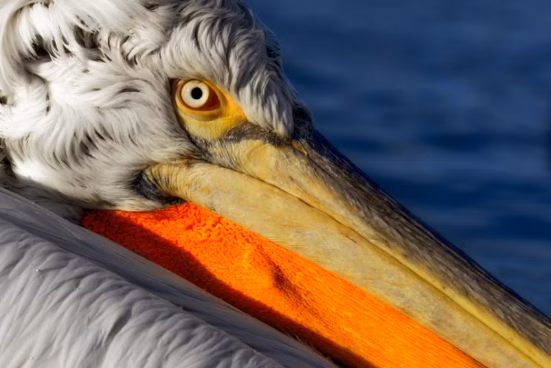 Những con bồ nông ở đây cũng đã trở nên quen thuộc với sự hiện diện của con người, vào mùa xuân và mùa hè, chúng hoàn toàn tự túc, ít khi gần gũi với ngư dân. Nhưng vào mùa đông, chúng phải dựa vào các ngư dân địa phương để duy trì cuộc sống mà không phải di cư. (Theo Sina)