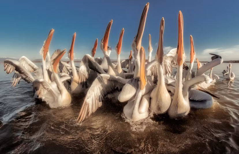 Những con chim bồ nông đang vươn mỏ dài để đợi cá từ thuyền của các ngư dân. (Theo Sina)