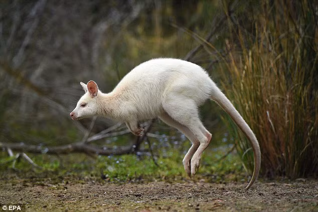 Mặc dù rất nhạy cảm với ánh sáng mặt trời, thường có vấn đề về thị lực và dễ bị ung thư, gặp nhiều biến chứng tác động tiêu cực đến tỷ lệ sống nhưng wallaby bạch tạng trên đảo Tasmania, Australia vẫn đang tăng trưởng mạnh mẽ. Nguồn: Daily Mail