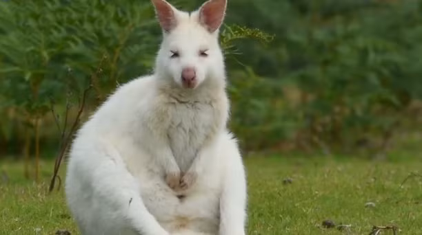 Chúng cũng là yếu tố giúp hút khách du lịch đến với hòn đảo Tasmania, Australia. Nguồn: Daily Mail