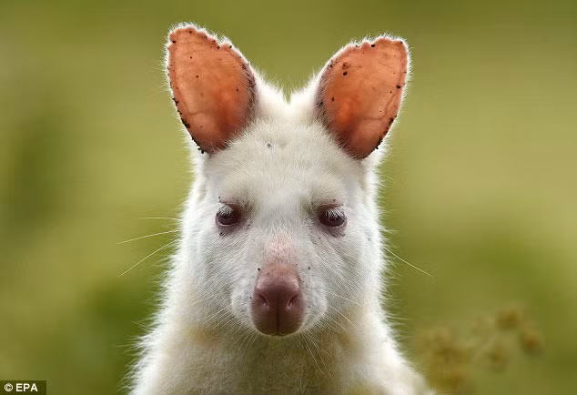 Theo nghiên cứu, do tỉ lệ mắc những bệnh về da cao hơn rất nhiều so với đồng loại, thêm nữa bộ lông màu trắng toát khiến những động vật bạch tạng trở nên nổi bật, là tiêu điểm cho những loài thú săn mồi nên những con thú bị bạch tạng không sống được lâu. Nguồn: Daily Mail