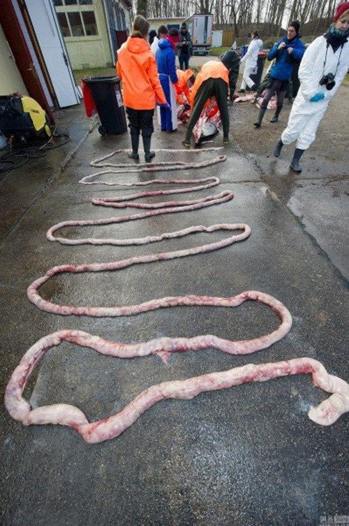 Tất cả nội tạng đều được bóc tách, làm sạch, tiến hành đo đạc cẩn thận sau đó được bảo quản kỹ lưỡng để phục vụ cho quá trình nghiên cứu.