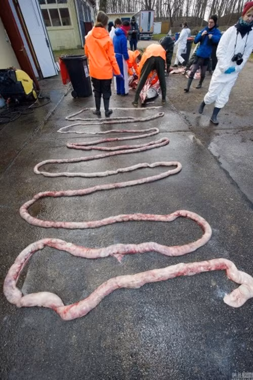 Tất cả nội tạng đều được bóc tách, làm sạch, tiến hành đo đạc cẩn thận sau đó được bảo quản kỹ lưỡng để phục vụ cho quá trình nghiên cứu.