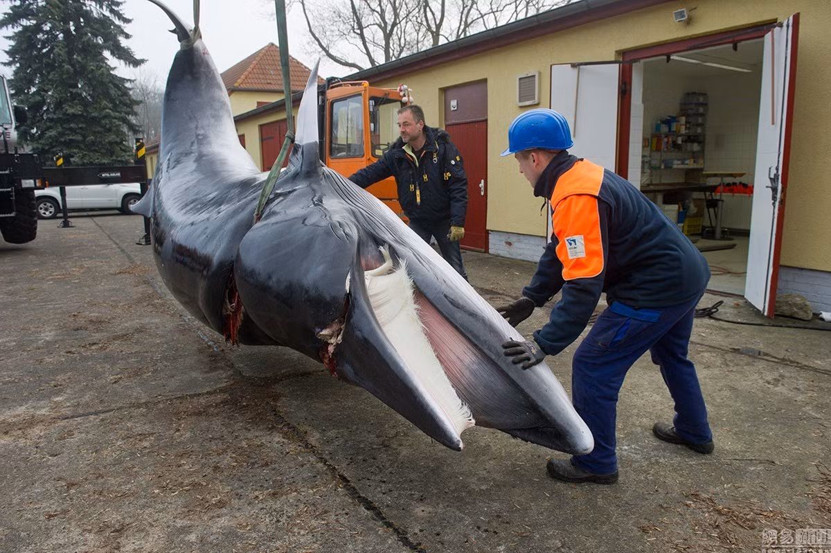 Các nhà khoa học, các nhà giải phẫu ở Stralsund, bang Mecklenburg-Vorpommern, Đức đã tiến hành mổ xẻ cá voi lưng xám chết thảm do dạt bờ, mắc cạn trong vùng nước nông, không thể quay trở về biển.