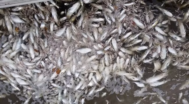 Trong khi đó, các chính trị gia có vẻ thờ ơ, không mấy quan tâm đến vấn đề môi trường đang rất cấp thiết này. (Theo Viral Nova)