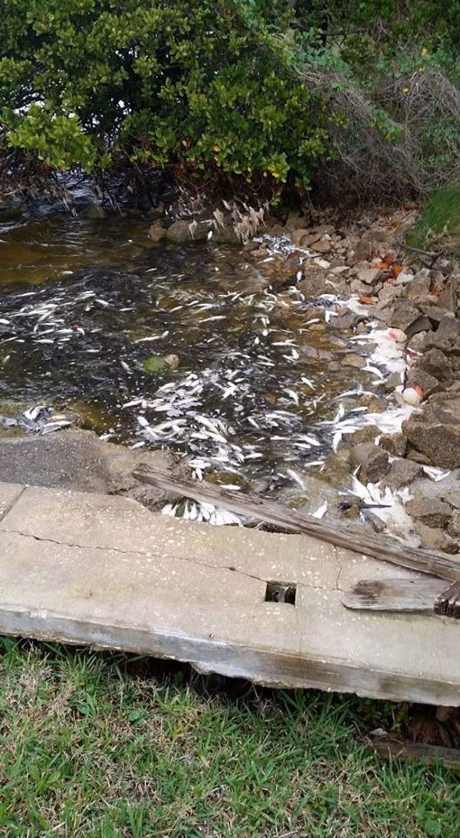 Các hiệu ứng độc hại của nhiều hợp chất khi pha trộn với nhau chưa được nghiên cứu rõ ràng nhưng đó đang một thách thức thực sự đối với các nhà khoa học, các nhà môi trường địa phương, những người hy vọng sẽ tìm ra một giải pháp hiệu quả để làm sạch nguồn nước. (Theo Viral Nova)