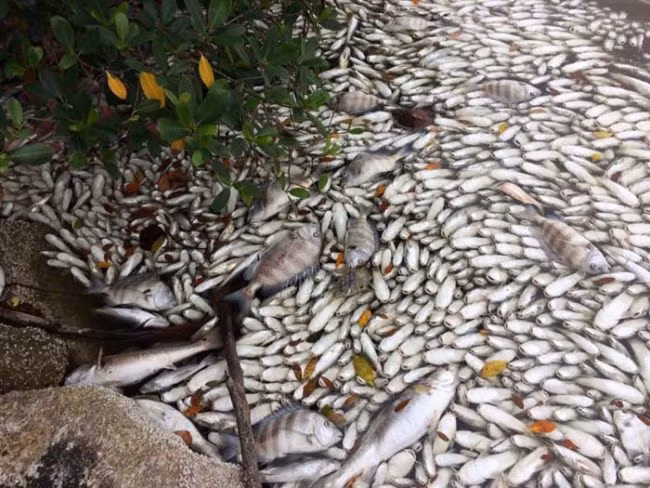 Hoang mang ca chet tham hang loat o Florida