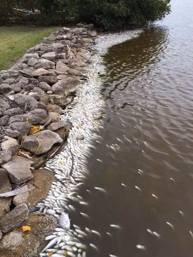 Theo SPAZZEH, người đăng tin trên trang Reddit, khu vực này đã bị một loài tảo nở hoa khổng lồ xâm chiếm, loài tảo này hút hết oxy trong nước và khiến những con cá chết hàng loạt vì ngạt thở. (Theo Viral Nova)