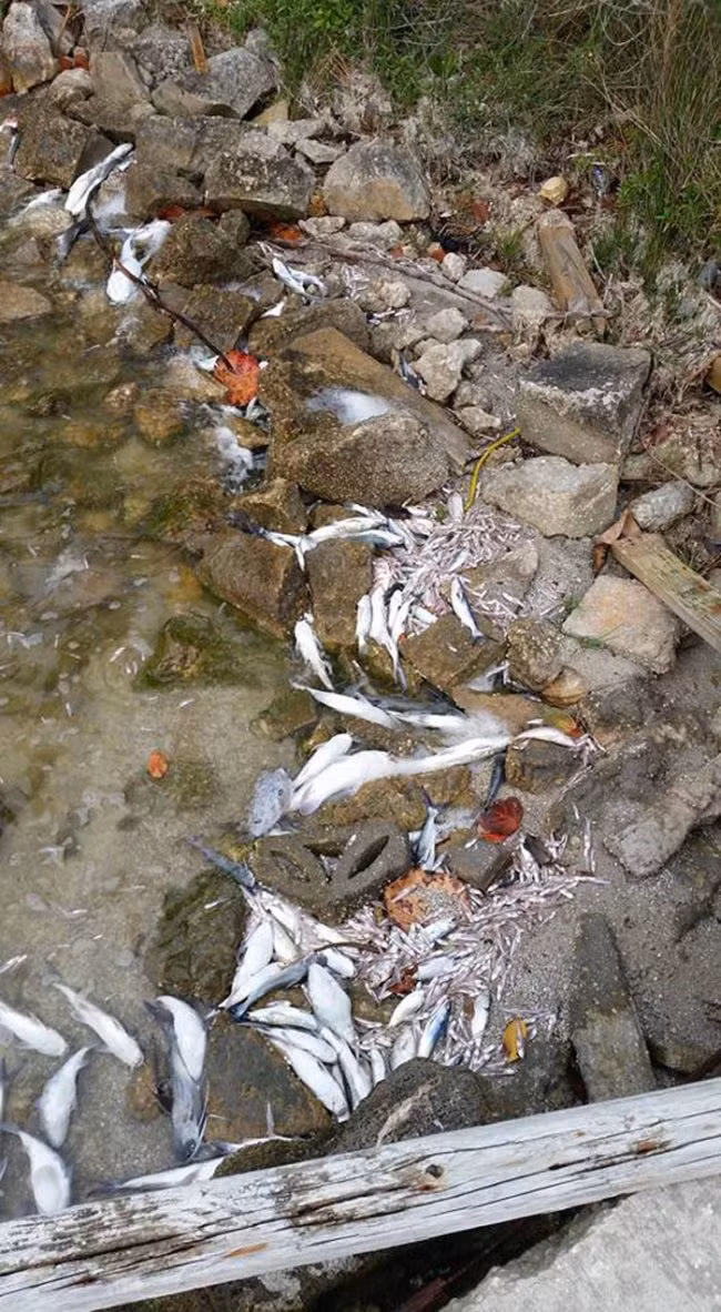 Bên cạnh đó, khu vực này còn bị ô nhiễm trầm trọng bởi những chất thải sinh hoạt, chất thải hóa học và phân bón dư thừa. (Theo Viral Nova)