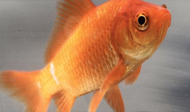 5. Cá vàng sẽ bị mất đi màu sắc đặc trưng của mình nếu được nuôi trong môi trường tăm tối. (Theo L25)