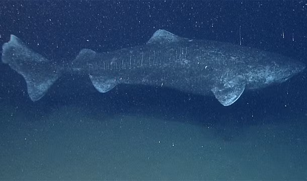 4. Cá mập Greenland có thể xơi tái một con gấu Bắc cực trong nháy mắt và có thể sống tới 200 tuổi, trở thành một con thủy quái thành tinh đáng sợ. (Theo L25)