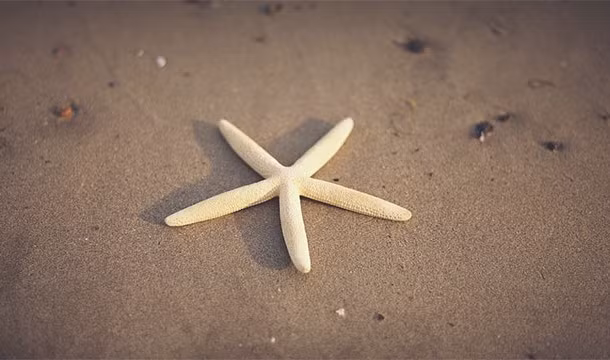 11. Những con sao biển không chỉ không có não, chúng còn không có cả máu, máu của chúng chính là nước biển được lọc. (Theo L25)