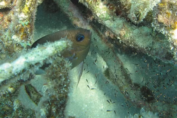 3. Có một số loài cá có thể thay đổi giới tính của mình trong quá trình trưởng thành. (Theo L25)